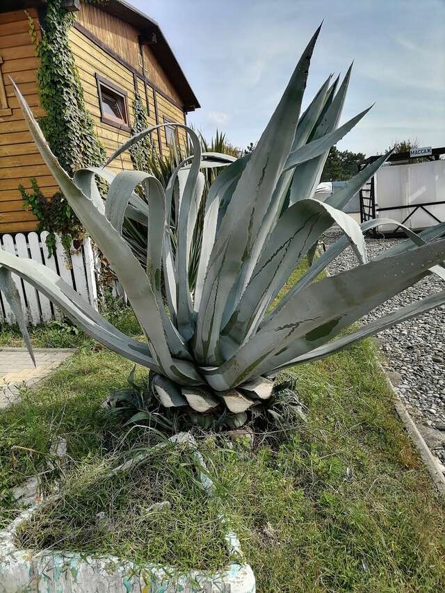 Гостиница Эдем Сочи-151